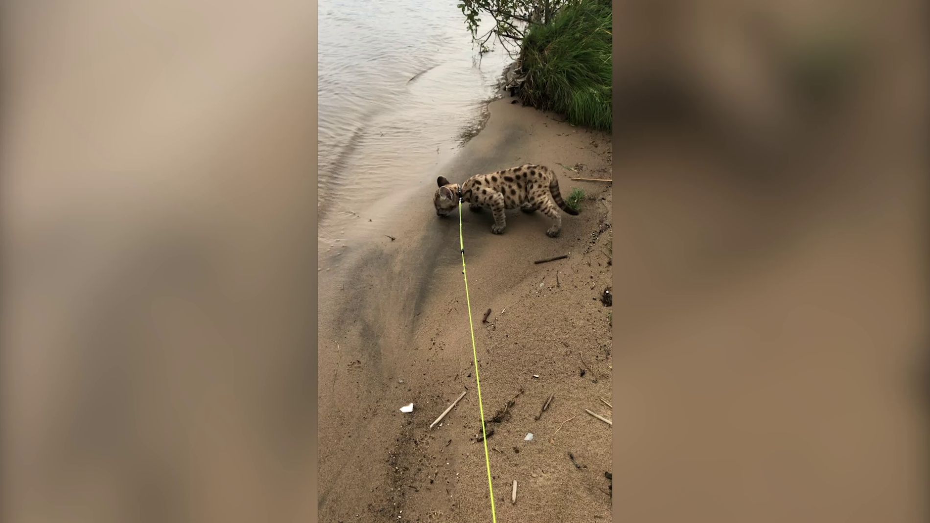 Tiene un puma como mascota