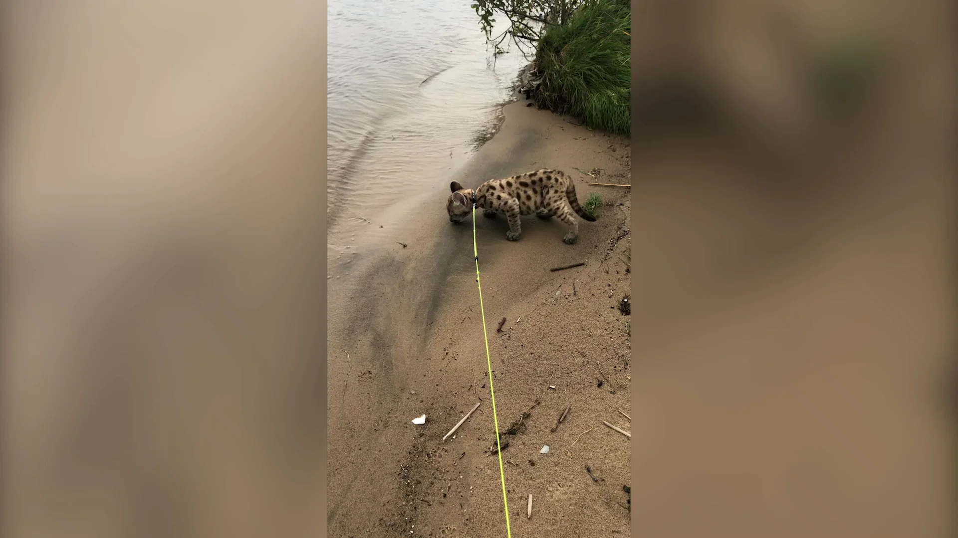 Tiene un puma como mascota