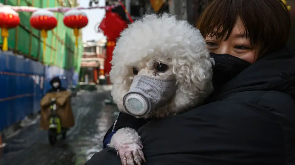 Un perro en Pekín con máscara, al inicio de la crisis del coronavirus