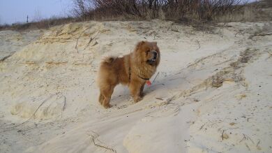 El adorable perro que se confunde con un pequeño oso de peluche que está enamorando a la redes