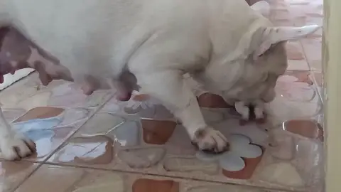 Perra con su mascota Perra con su mascota