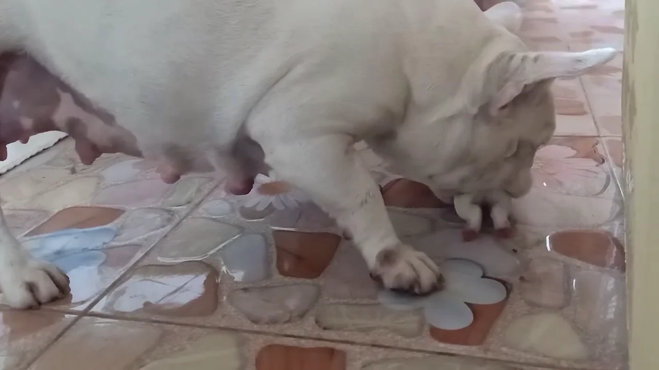 Perra con su mascota