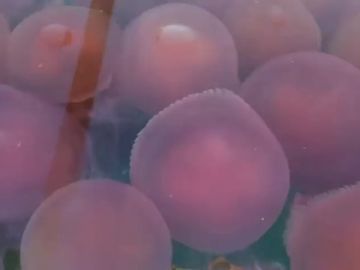 VÍDEO: Playas infestadas de medusas rosadas por el coronavirus 