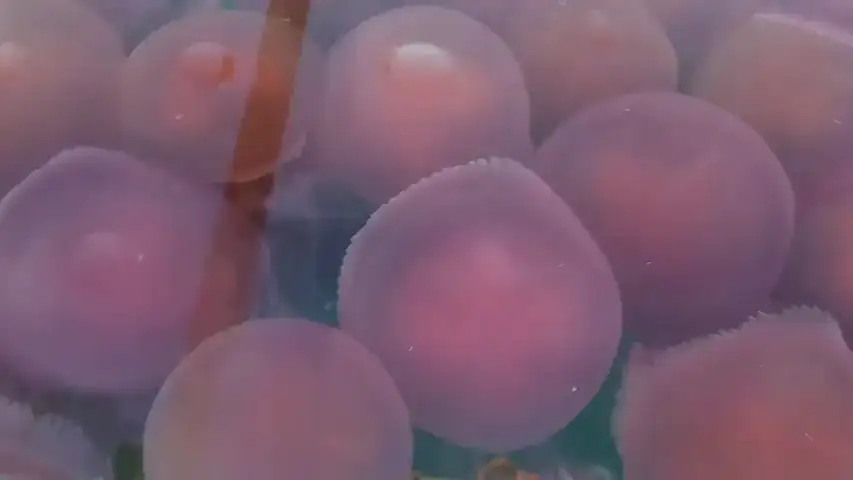 VÍDEO: Playas infestadas de medusas rosadas por el coronavirus 