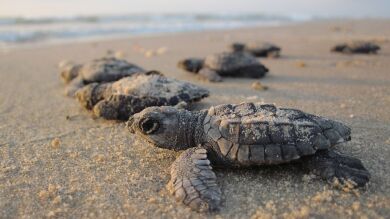 Miles de tortugas invaden las playas vacias de la India para anidar