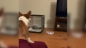 VÍDEO: Un perro se pelea con la televisión