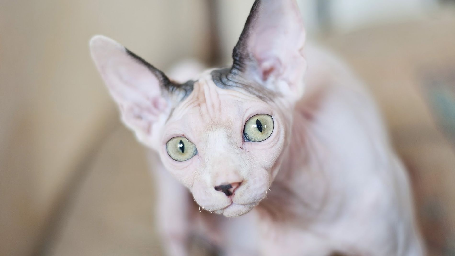 Gato esfinge