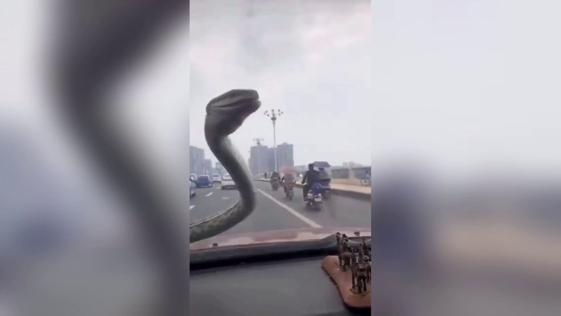 Serpiente en un coche