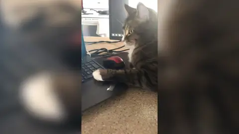 Gato en casa Gato en casa