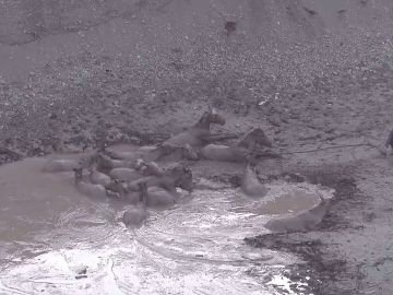 Caballos atrapados en fango