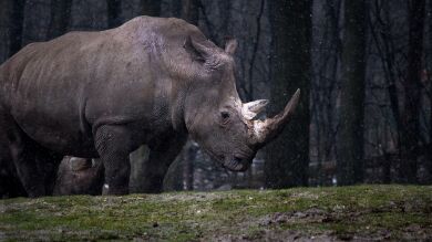 Un rinoceronte persigue a un hombre que se saltó el confinamiento en Nepal