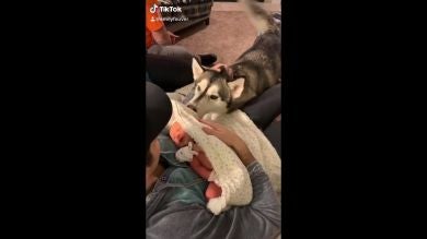 Un bebé y un husky se vuelven inseparables en su primer año de vida