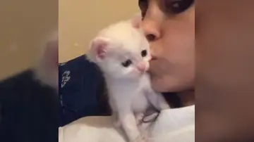 Gatito besa a su dueña
