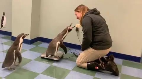 Pingüinos Pingüinos