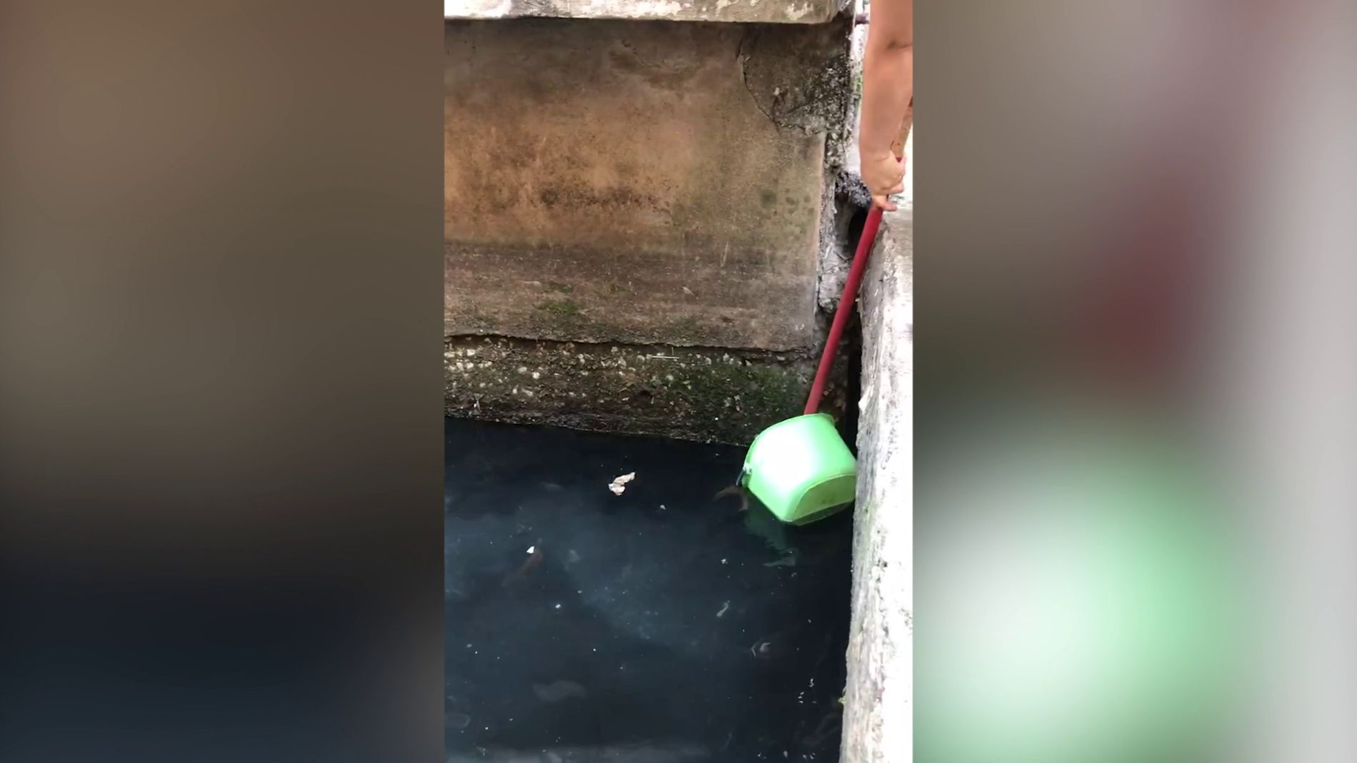 Gato rescatado