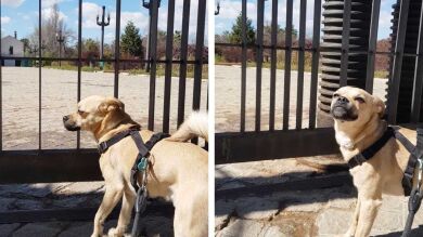 VÍDEO: El llanto de un perro en Granada porque no puede ir a su parque favorito