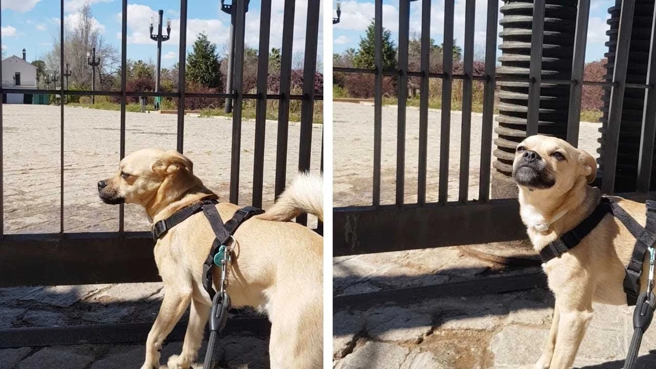 Perro en Granada