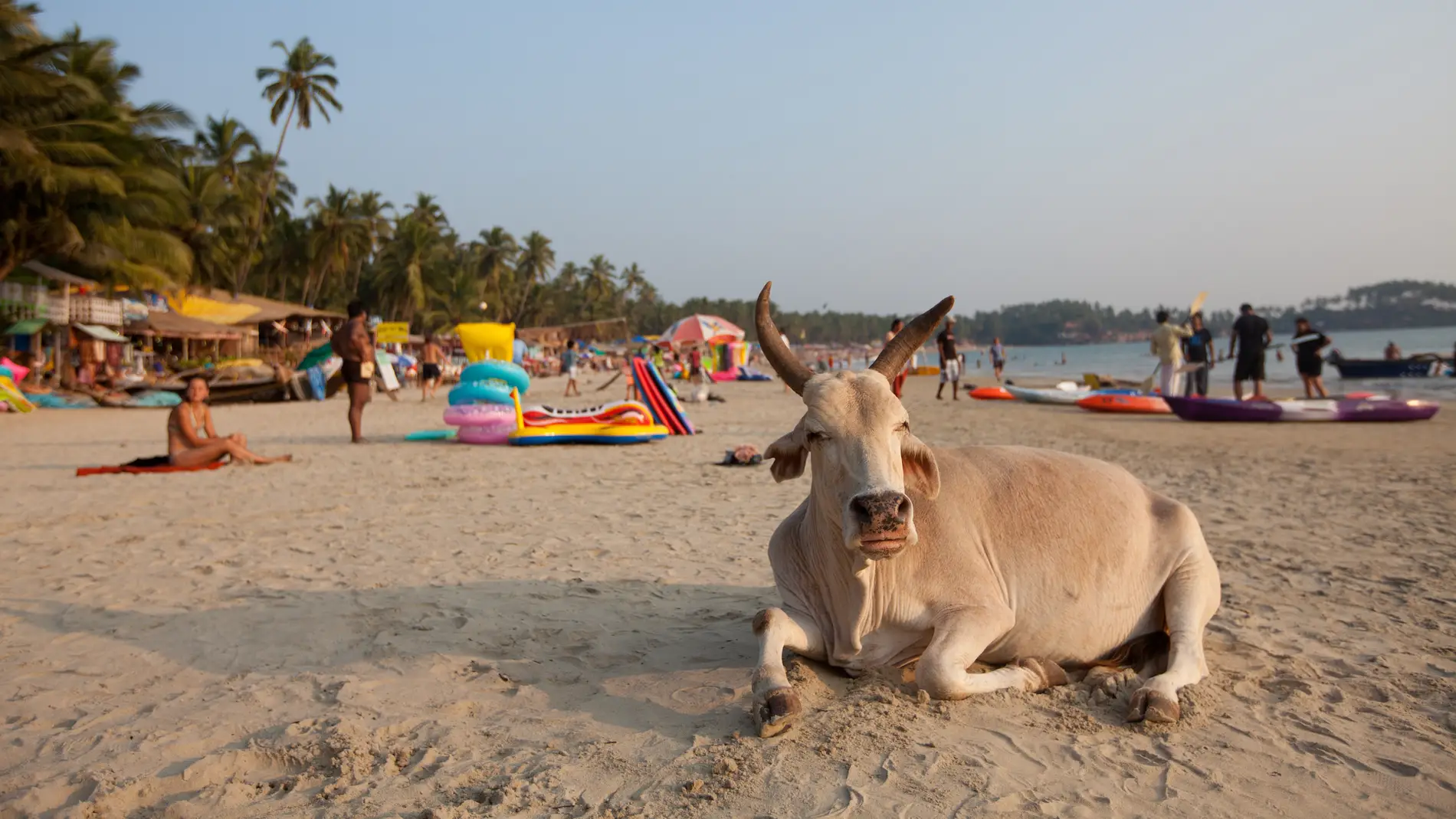 No, la playa no es el hábitat natural de las vacas.