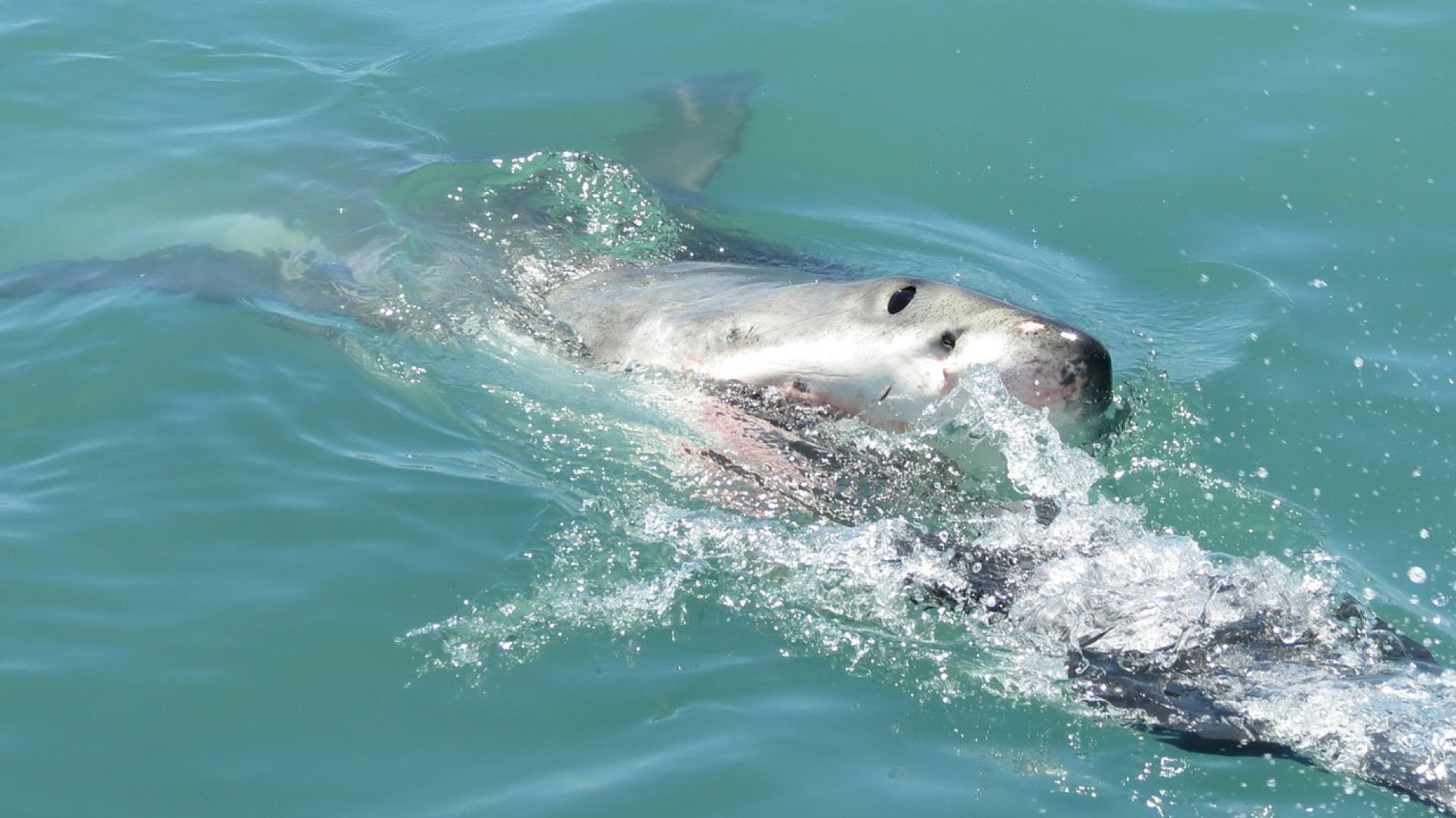 Gran tibur&oacute;n blanco
