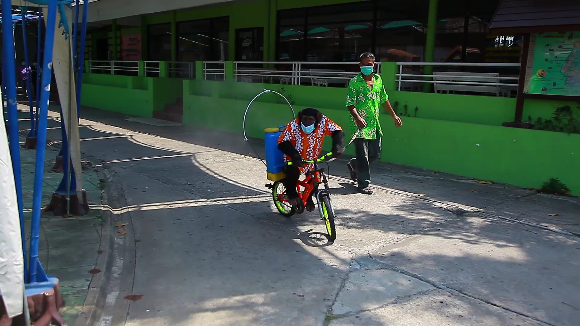 Chimpancé montando en bicicleta Chimpancé montando en bicicleta