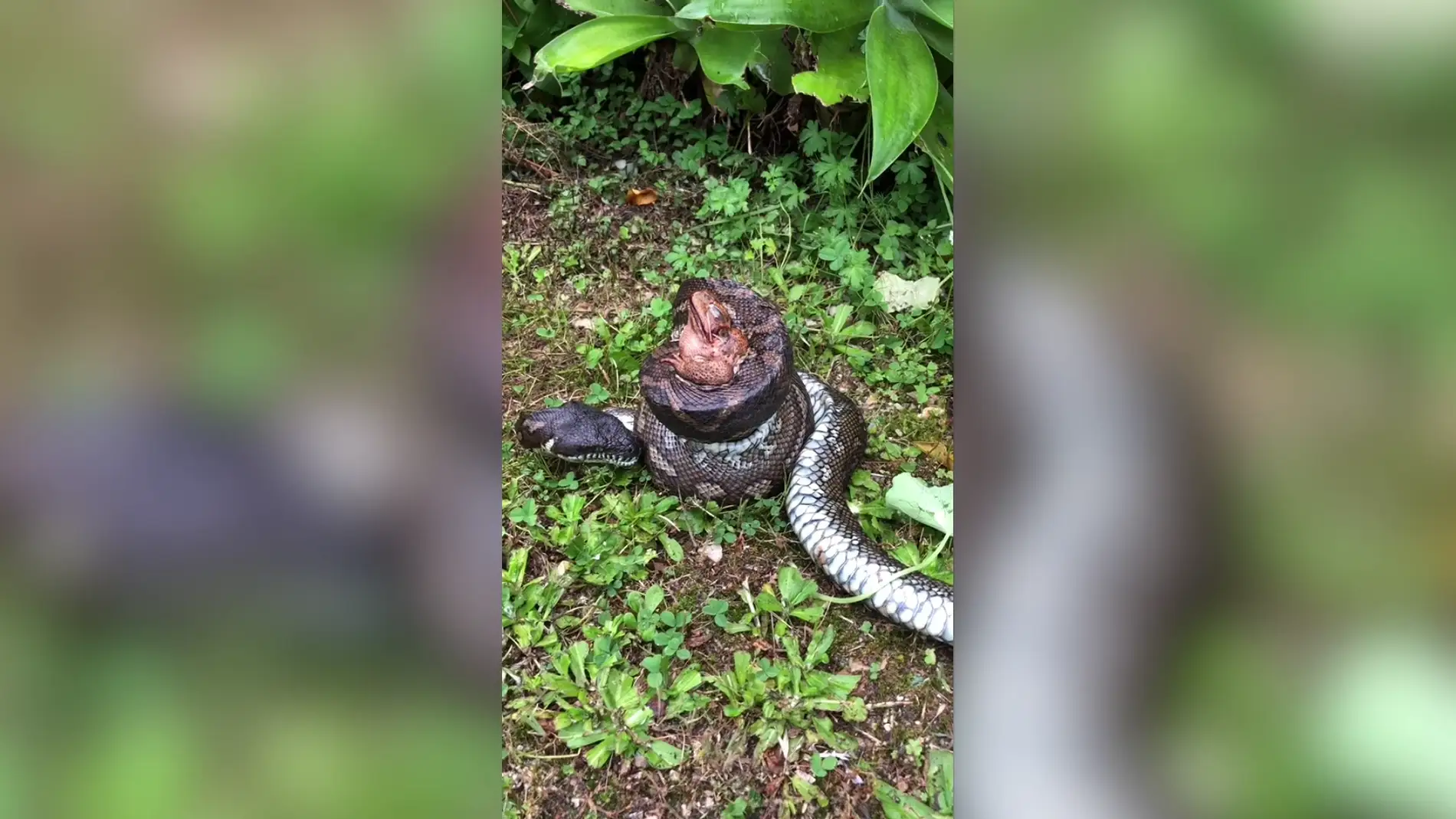 Serpiente devorando un sapo