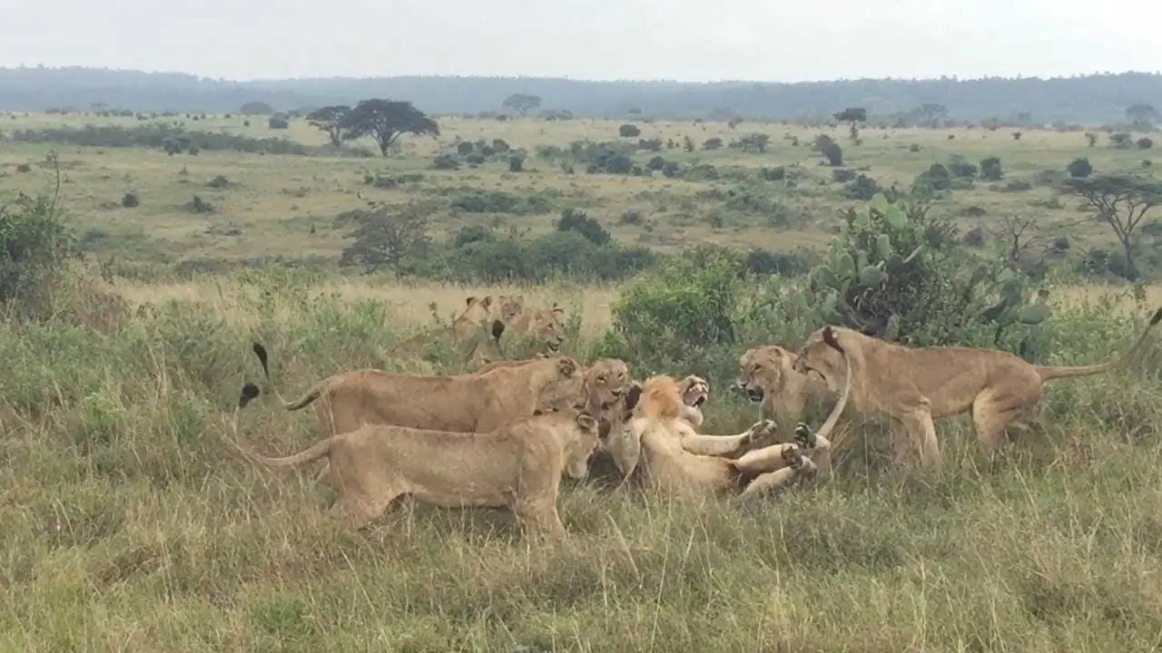 Leonas peleando con león