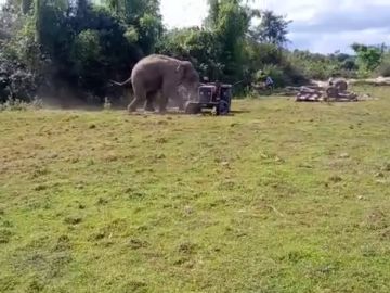 Elefante atacando tractor