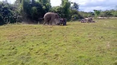VÍDEO: Un elefante ataca a un tractor para intentar proteger a su amada