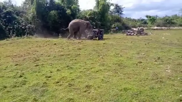 Elefante atacando tractor