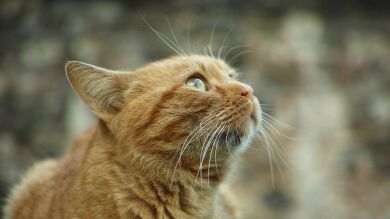 Un gato perdido durante tres años logra regresar a manos de su dueño