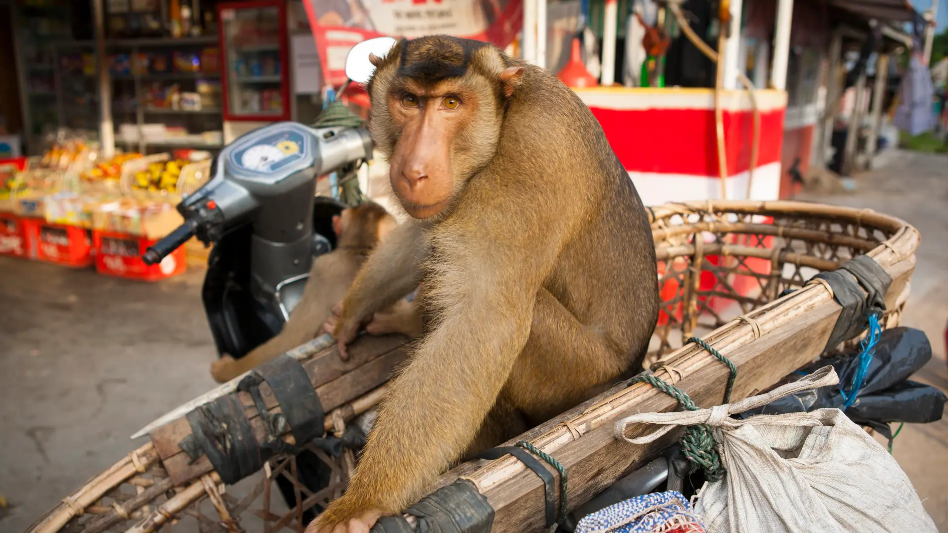 ventajoso Indefinido Retirarse Un mono en moto que intenta secuestrar a una niña se convierte en el tuit  más visto del día