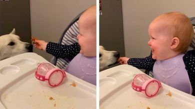 VÍDEO: Un bebé se rie descontroladamente mientras da de comer a su perro