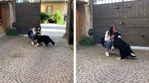 Perro se reencuentra con su dueña Perro se reencuentra con su dueña