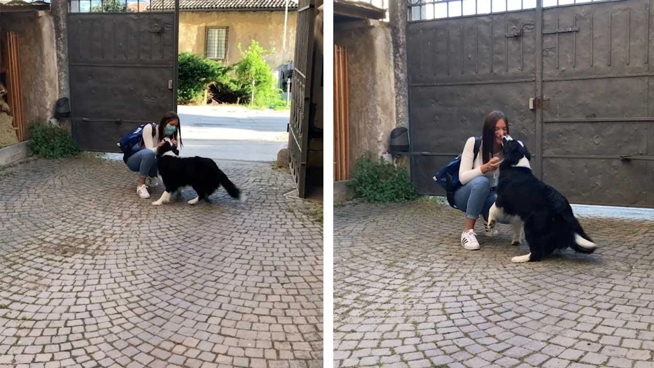 Perro se reencuentra con su dueña