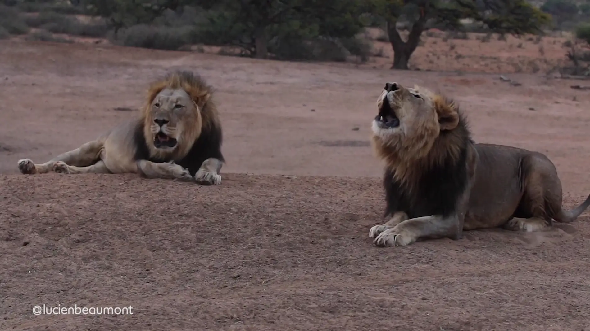 El impactante vídeo de una pareja de leones rugiendo a la vez