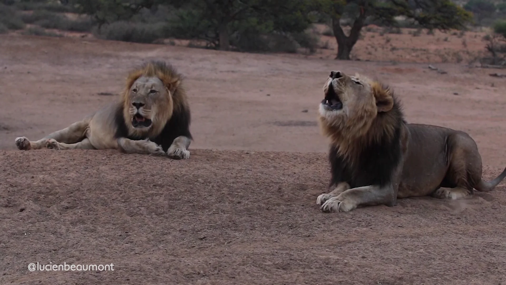 Leones rugiendo