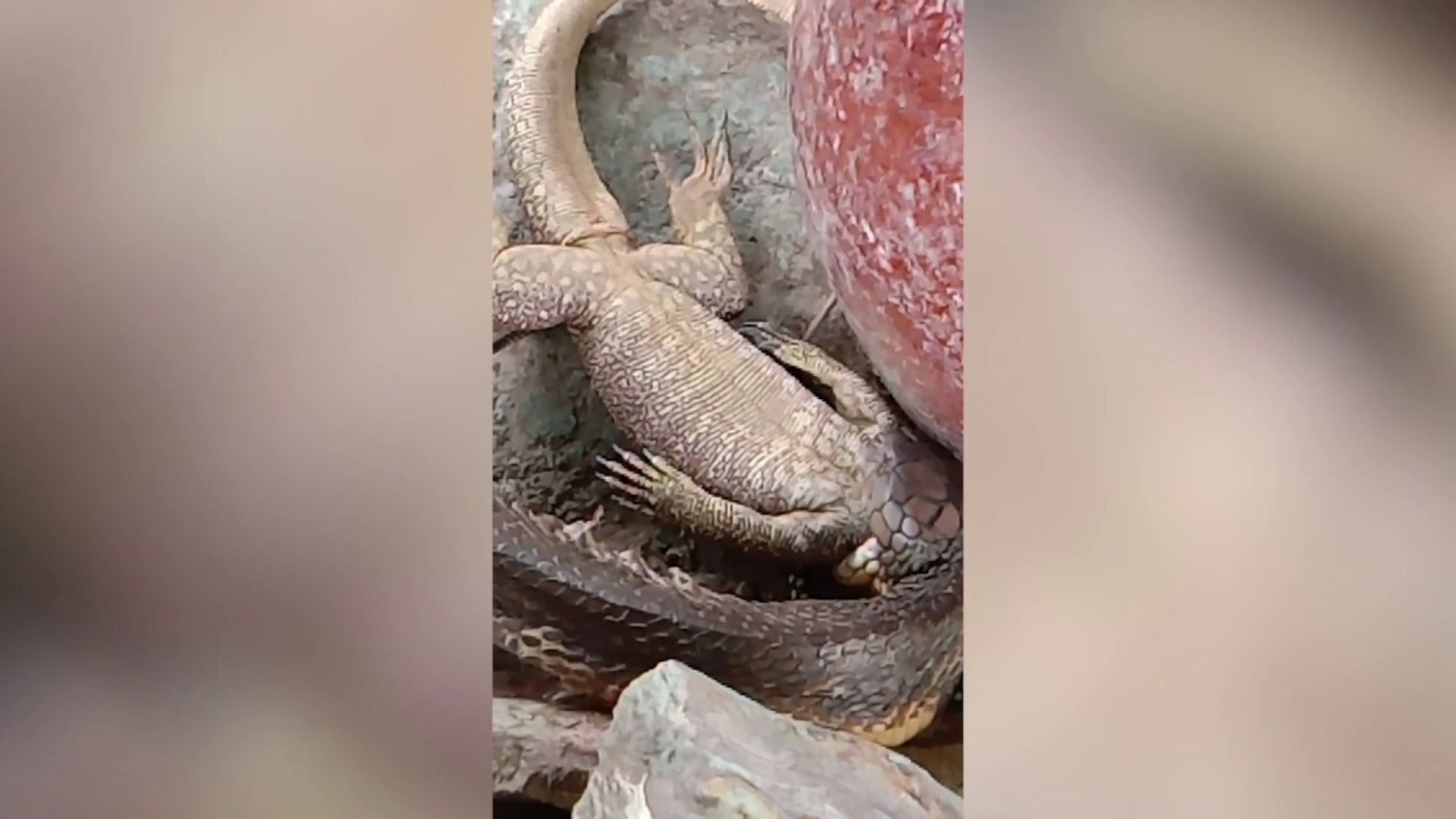 Serpiente devorando un lagarto