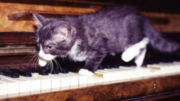 ¿La música amansa a las fieras?