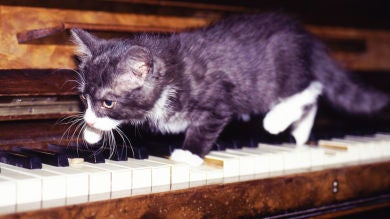 Este pianista y sus conmovedores gatos son lo mejor de Instagram
