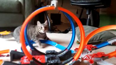 VÍDEO: Un gato contra un coche de juguete: ¿quién ganará?