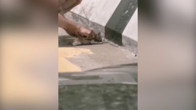 Rescatan a un gatito herido de una carretera en Tailandia