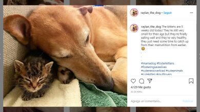 La adorable amistad entre un perro y dos crías de gato que está enamorando a todos