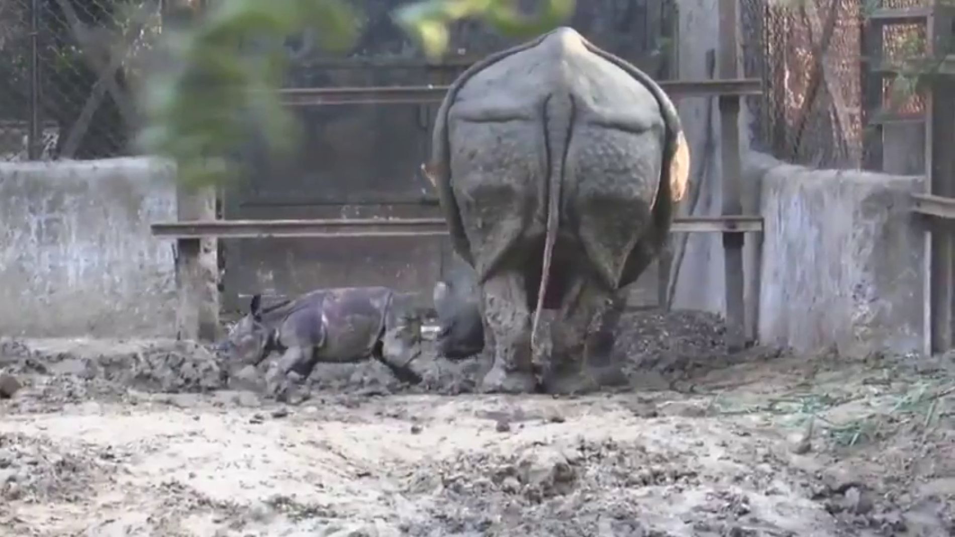 Beb&eacute; rinoceronte