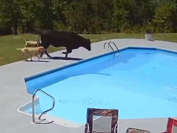 Vaca atascada en la piscina