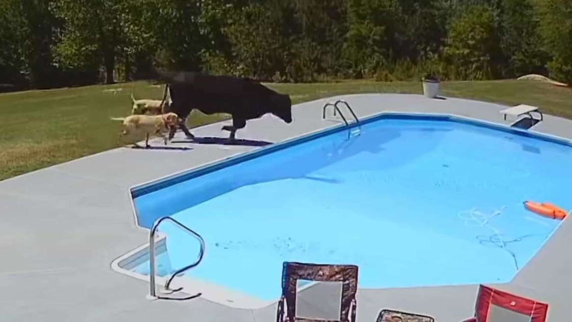 Vaca atascada en la piscina