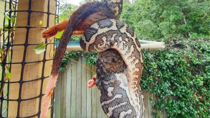 Serpiente devorando a una zarigüeya Serpiente devorando a una zarigüeya