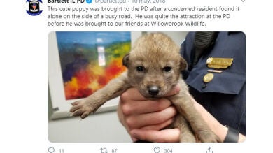 Se llevaron una gran sorpresa al descubrir la verdadera identidad de un cachorro abandonado