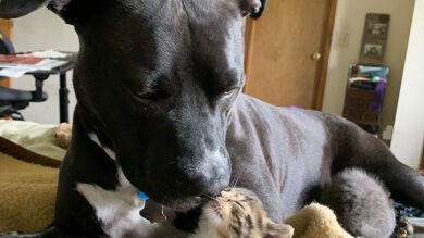 VÍDEO: Un perro abusado vivía aterrorizado hasta que conoció a estos gatitos