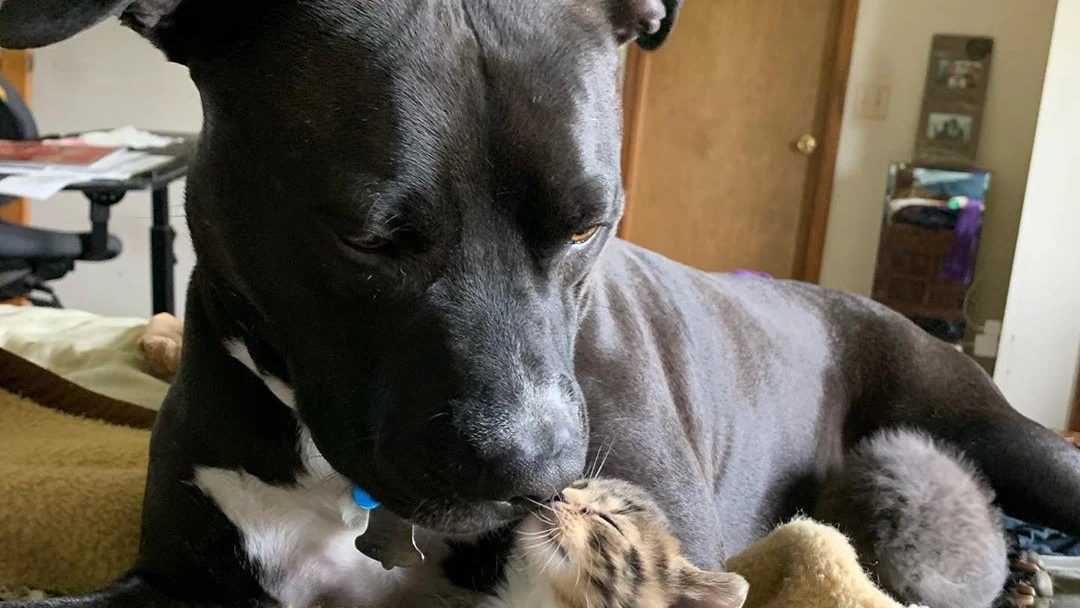 Perro cuidando gatitos