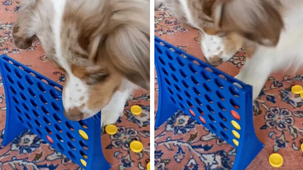 Perro jugando a conecta 4